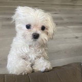 Entry image for Remy 