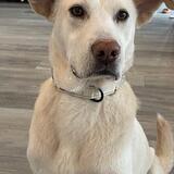 Entry image for Buddy Adam