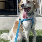 Entry image for Keaton