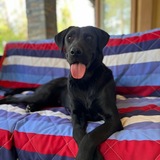 Entry image for Glados