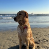 Entry image for Crouton 