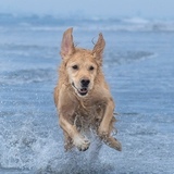 Entry image for Louie