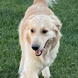 Entry image for Kula ( aka Cheese )