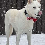 Entry image for Ollie