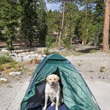 Entry image for Winston (FKA) Lucky