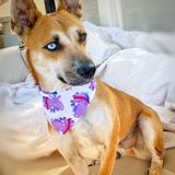 Entry image for Archie