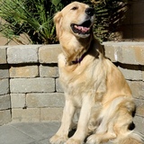 Entry image for Mango