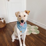 Entry image for Kylo fka Muligan