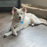 Entry image for Milo