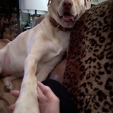 Entry image for Priscilla 