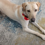 Entry image for Baxter