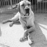 Entry image for Sherman