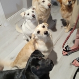 Entry image for Stormy, Jazzy, Savy, Misty, Chance