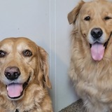 Entry image for Lili and Badger