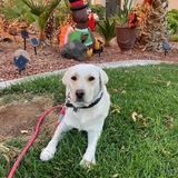 Entry image for Lola 