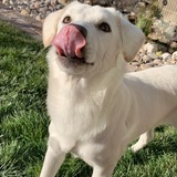 Entry image for Luna