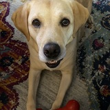 Entry image for Hazel