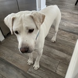 Entry image for Romeo