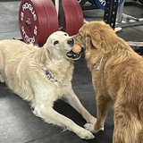 Entry image for Ollie and Curry (fka Lassie) 