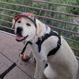 Entry image for Shadow