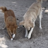 Entry image for Curry (fka Lassie) and Ollie 