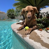 Entry image for Shadow