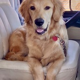 Entry image for Buddy