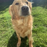 Entry image for Teddy