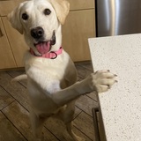 Entry image for Kailua Noodle Sage (formerly known as Sage) 