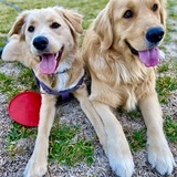 Entry image for Goji, Bubble & Hazel