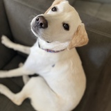 Entry image for Buster