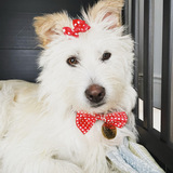 Entry image for Ollie 