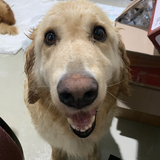 Entry image for Sunny