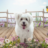 Entry image for Ollie