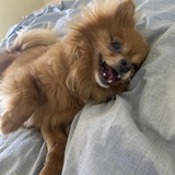 Entry image for Bambi