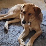 Entry image for Jesse