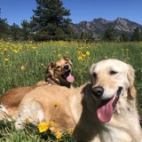 Entry image for Sammy