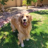 Entry image for Cooper (aka Bono)