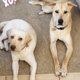 Entry image for Stella and Cabo