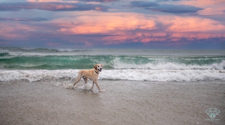 Entry image for Benny . Clicking this image will show a larger photo