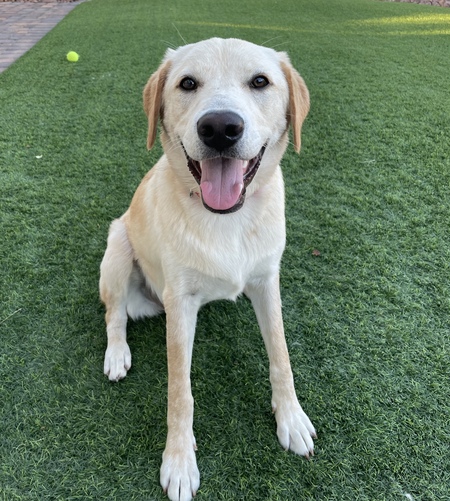 Entry image for Makana fka Carson. Clicking this image will show a larger photo