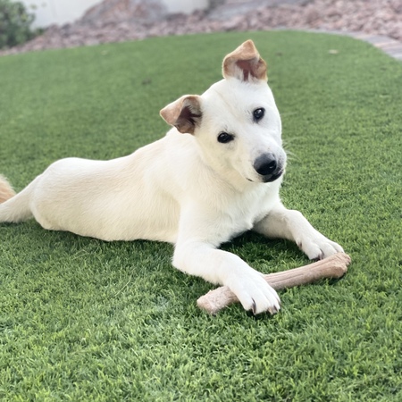 Entry image for Mycha. Clicking this image will show a larger photo