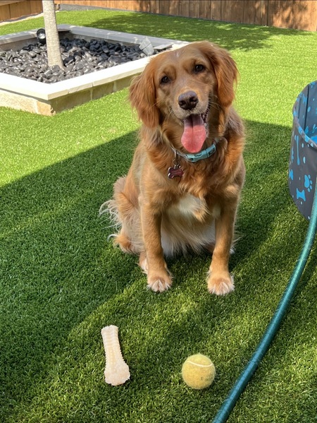 Entry image for Skylar. Clicking this image will show a larger photo