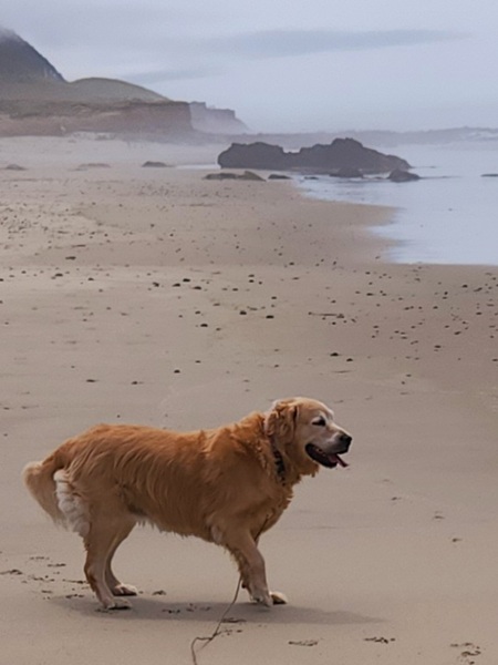 Entry image for Belle. Clicking this image will show a larger photo