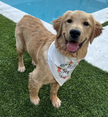 Entry image for Lucky/Sedona. Clicking this image will show a larger photo