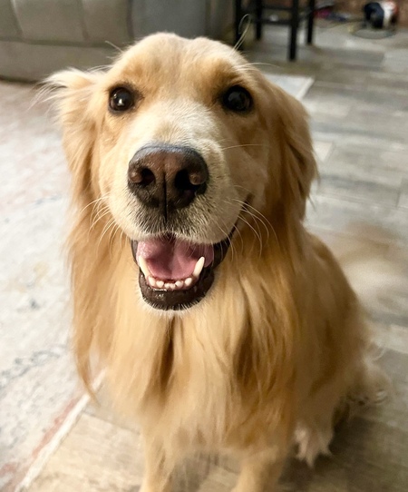 Entry image for Amber/ Ms. Elizabeth Darcy. Clicking this image will show a larger photo