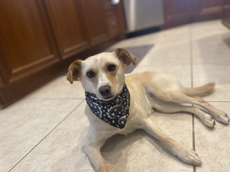 Entry image for Leia . Clicking this image will show a larger photo