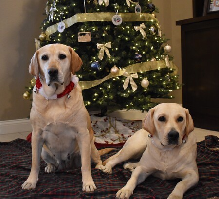 Entry image for Hope and Zoe. Clicking this image will show a larger photo