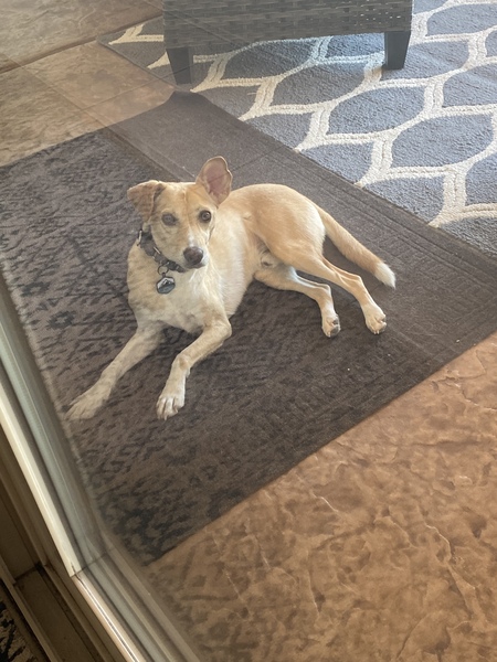 Entry image for Leo. Clicking this image will show a larger photo