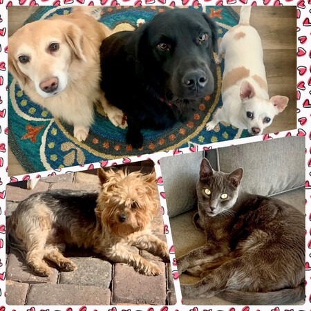 Entry image for Starz, Bonnie, Layla, Sparky, Dexter. Clicking this image will show a larger photo